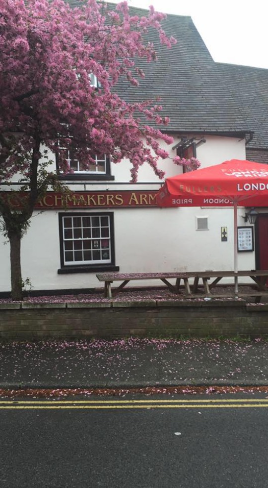 A beautiful tree in full blossom next to The Coachmakers Arms pub